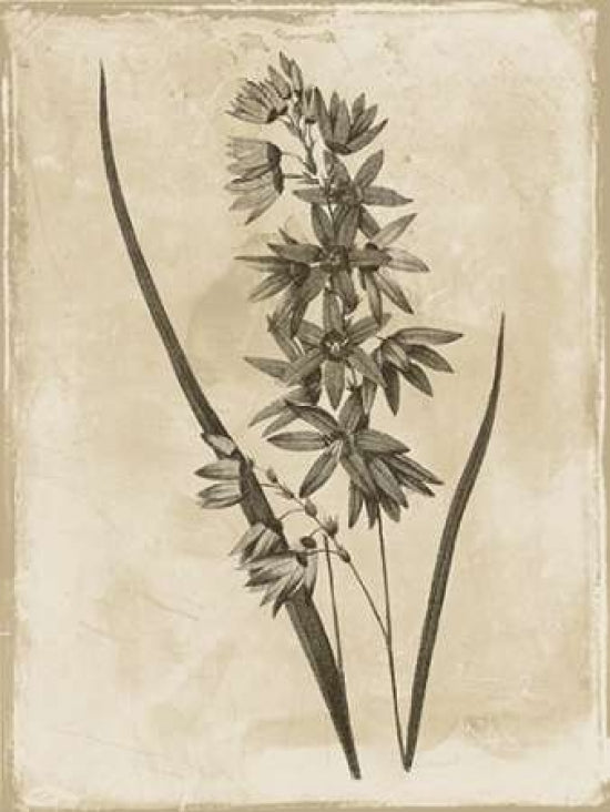 Earthy floral 3 Poster Print by Jace Grey-VARPDXJGRC255C Image 1