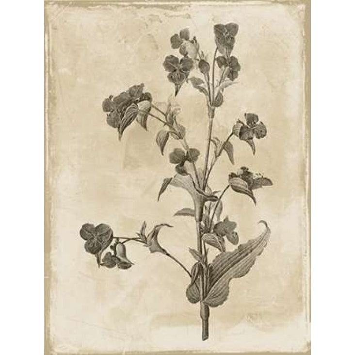 Earthy floral 4 Poster Print by Jace Grey-VARPDXJGRC255D Image 2