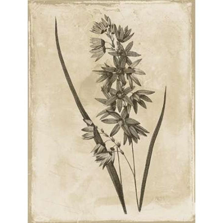 Earthy floral 3 Poster Print by Jace Grey-VARPDXJGRC255C Image 2