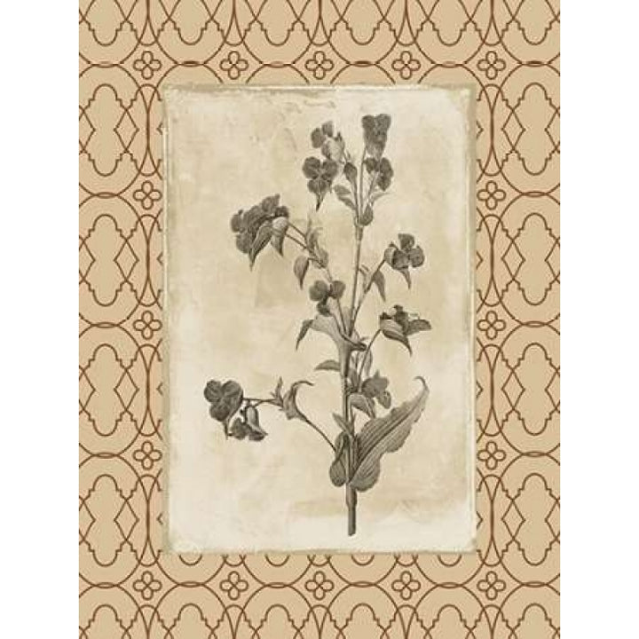 Floral bordered 3 Poster Print by Jace Grey-VARPDXJGRC264C Image 1