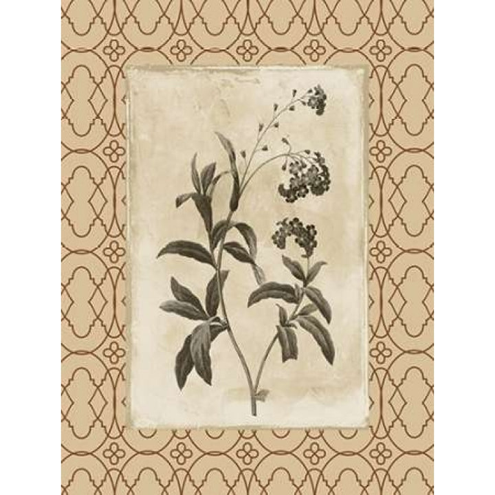 Floral bordered 4 Poster Print by Jace Grey-VARPDXJGRC264D Image 1