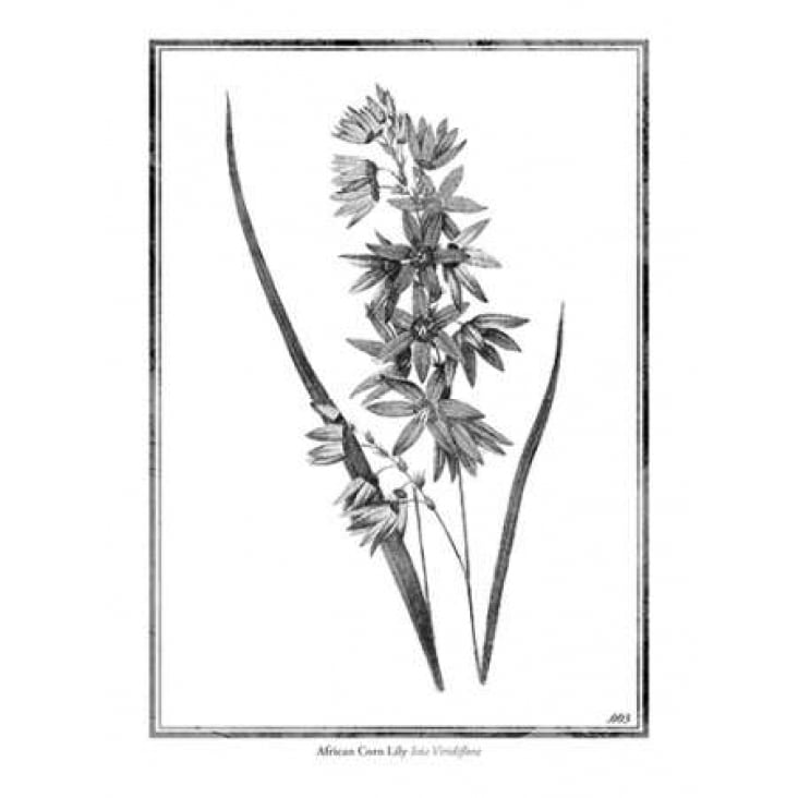 African Corn Lily Poster Print by Jace Grey-VARPDXJGRC274C Image 1