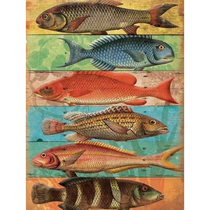 Fish Wall Poster Print by Jace Grey-VARPDXJGRC472A Image 1