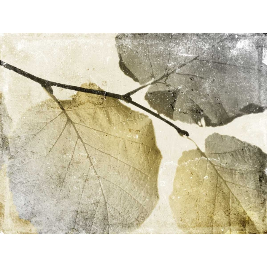 Classic Leaves Poster Print by Jace Grey-VARPDXJGRC585A Image 1