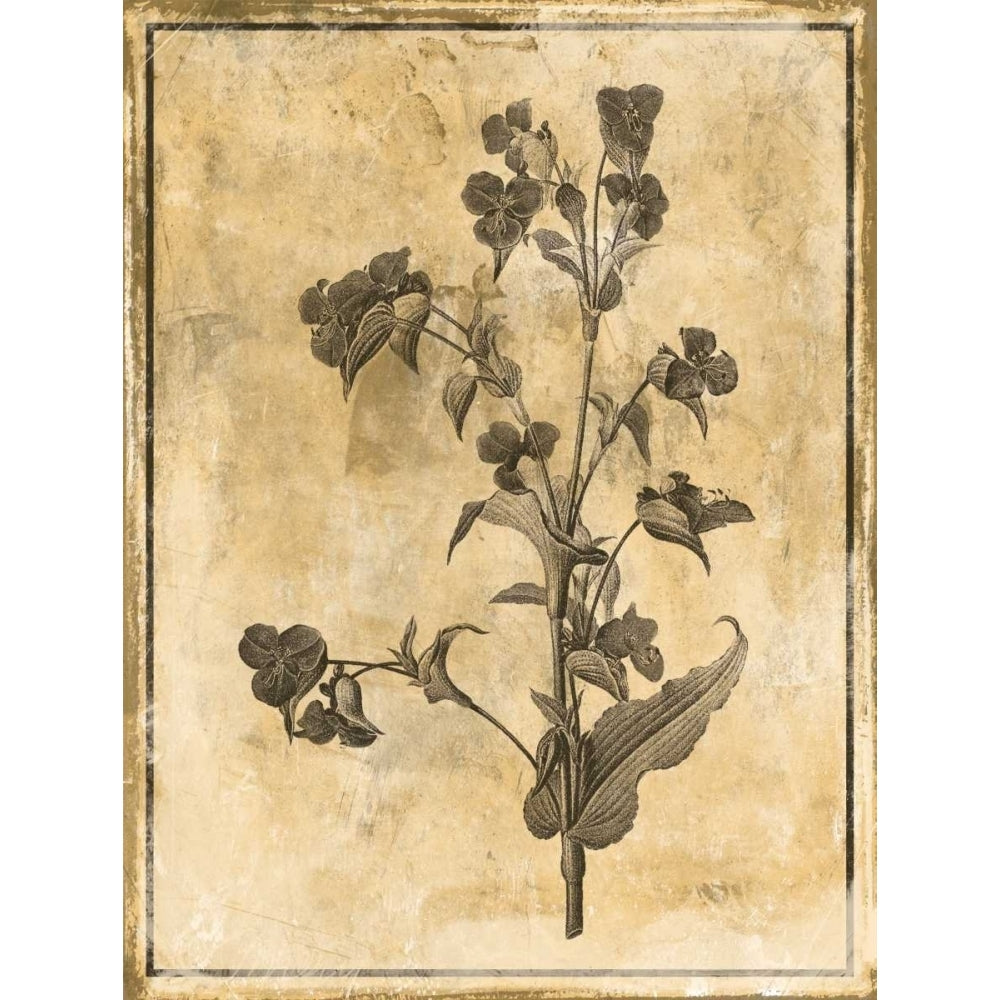 Stencil Floral Poster Print by Jace Grey-VARPDXJGRC583A Image 2