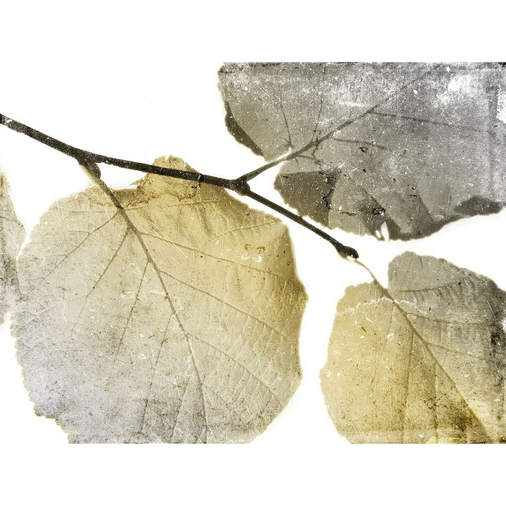 Classic Leaves White Poster Print by Jace Grey-VARPDXJGRC647A Image 2