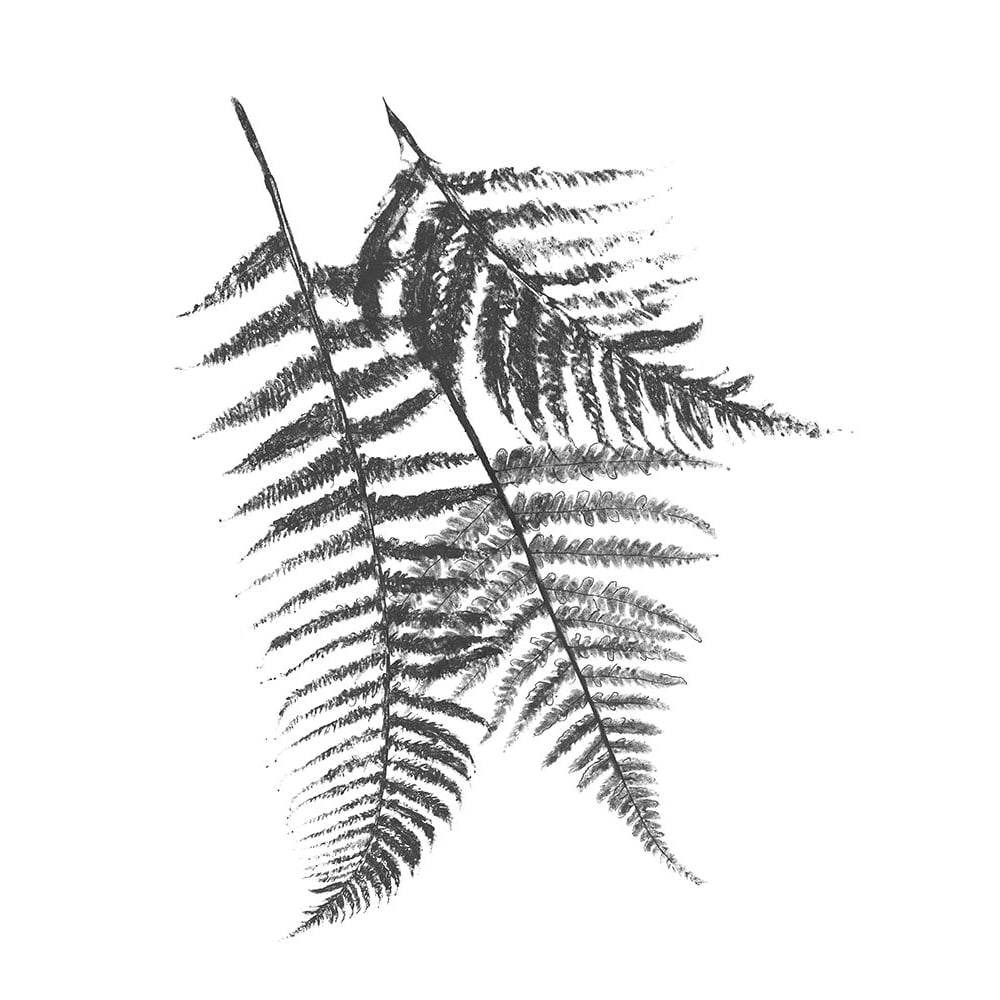 Monochromatic Ferns 2 Poster Print by Jace Grey-VARPDXJGRC667B Image 1