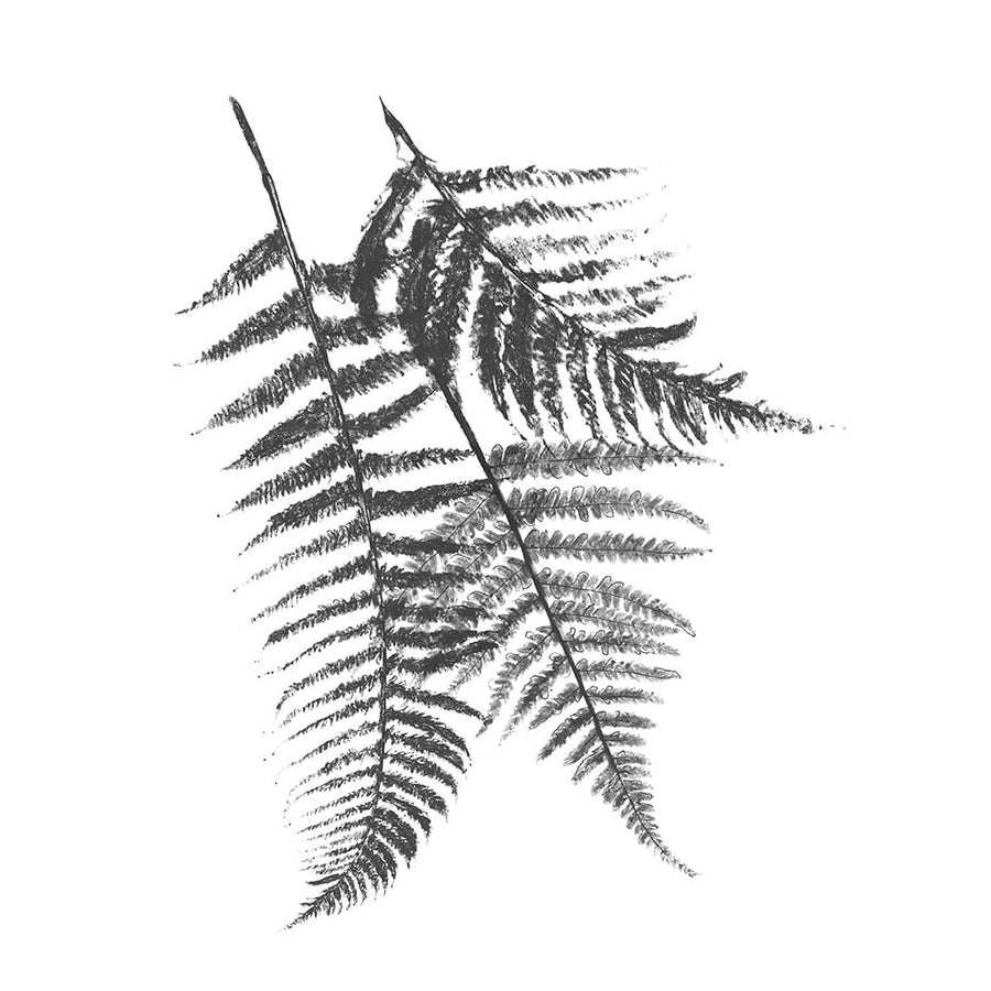 Monochromatic Ferns 2 Poster Print by Jace Grey-VARPDXJGRC667B Image 1