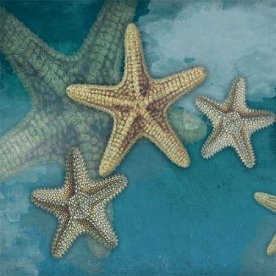 Starfish Poster Print by Jace Grey-VARPDXJGSQ106A Image 2