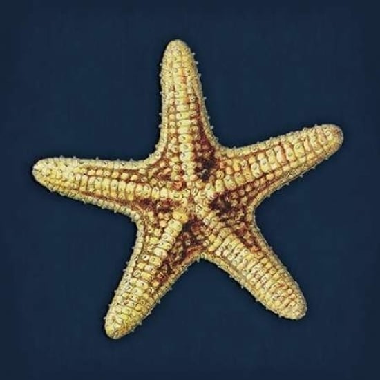 Star Fish Navy Poster Print by Jace Grey-VARPDXJGSQ327A Image 2