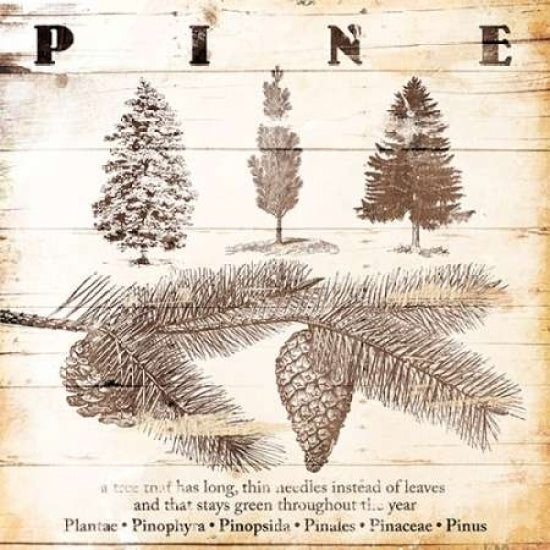 All About Pine Poster Print by Jace Grey-VARPDXJGSQ605B Image 1