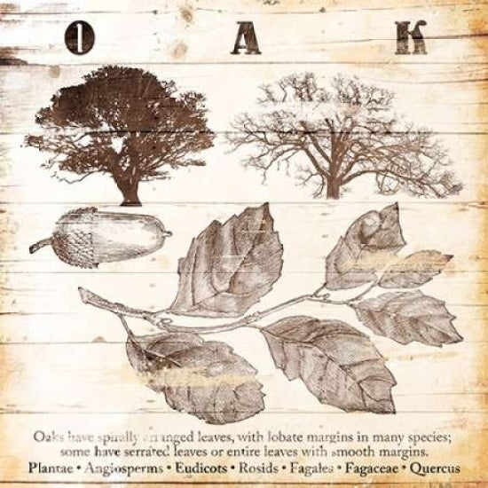 All About Oak Poster Print by Jace Grey-VARPDXJGSQ605A Image 2