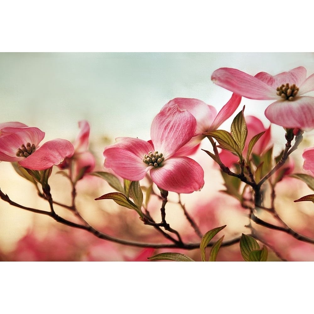 Dogwood Dreams Poster Print - Jessica Jenney-VARPDXJJ075A Image 1