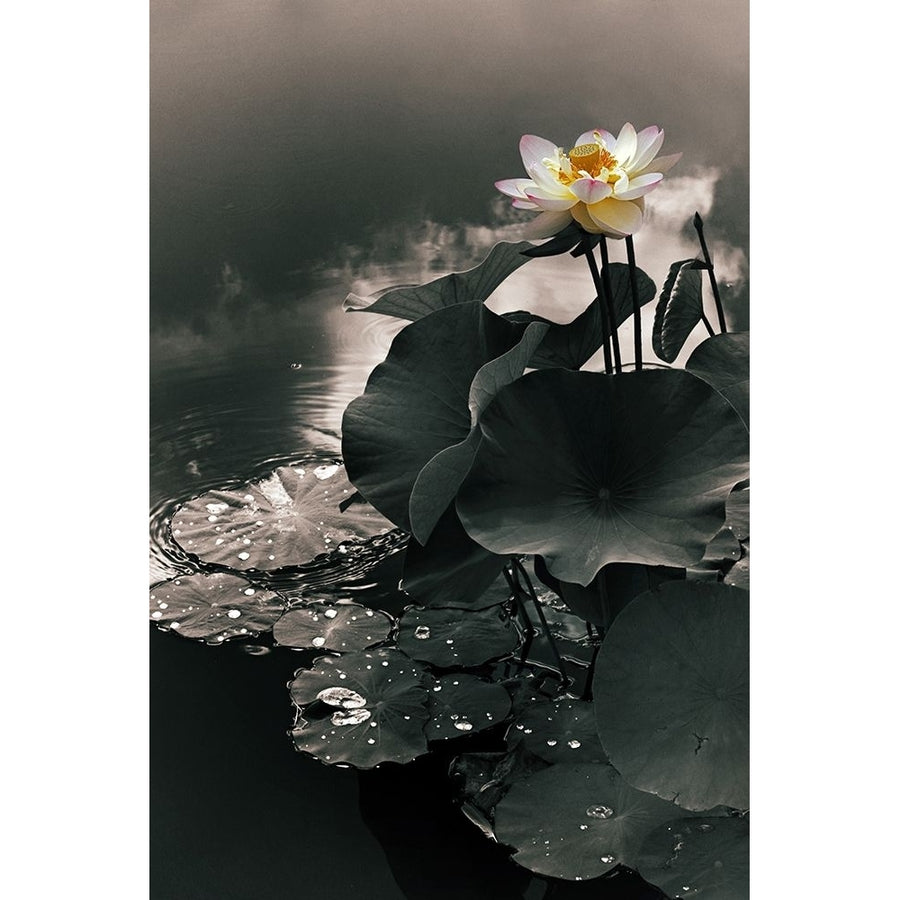 Lotus in the Mist Poster Print - Jessica Jenney-VARPDXJJ097A Image 1