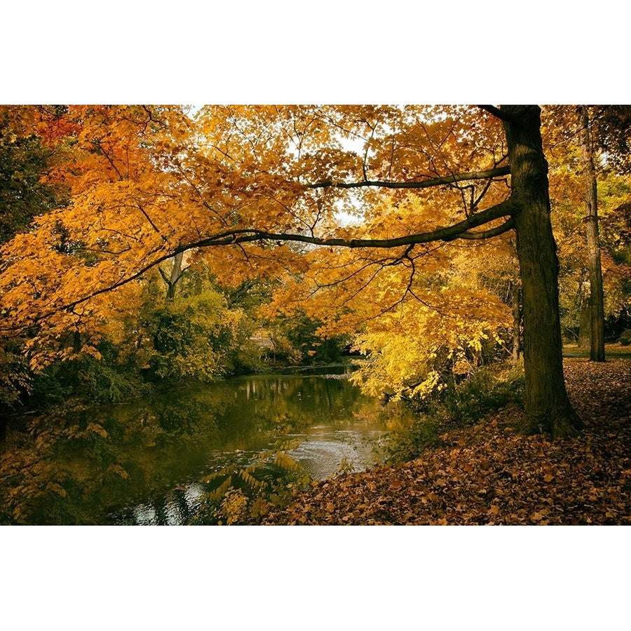 Autumn Gold by Jessica Jenney-VARPDXJJ143A Image 1