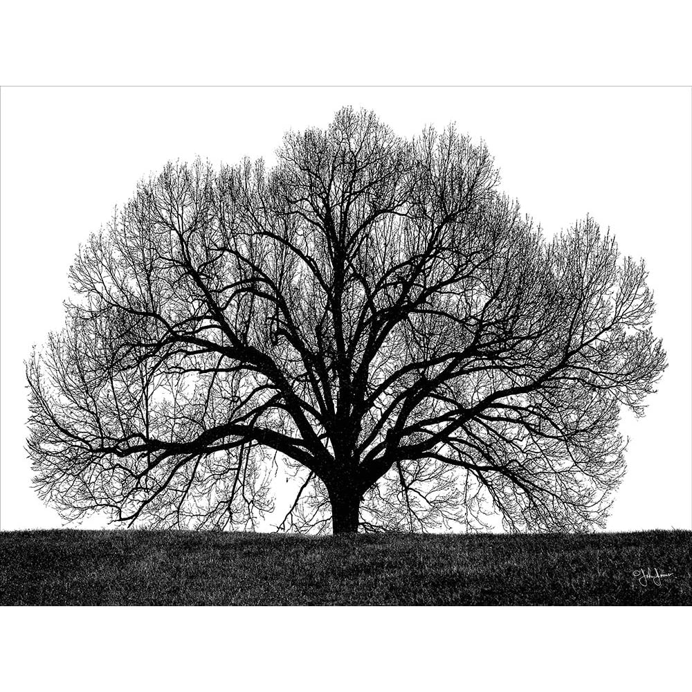 The Tree Poster Print - John Jones-VARPDXJJ212B Image 1