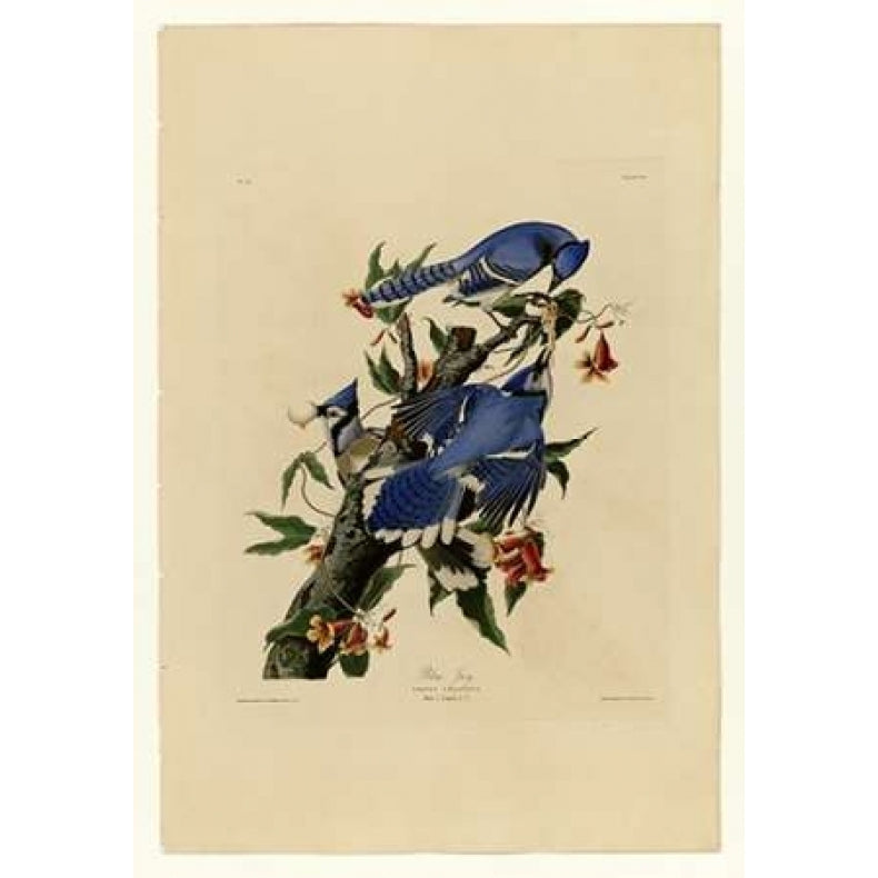 Blue Jay Poster Print by John James Audubon-VARPDXJJA102 Image 1