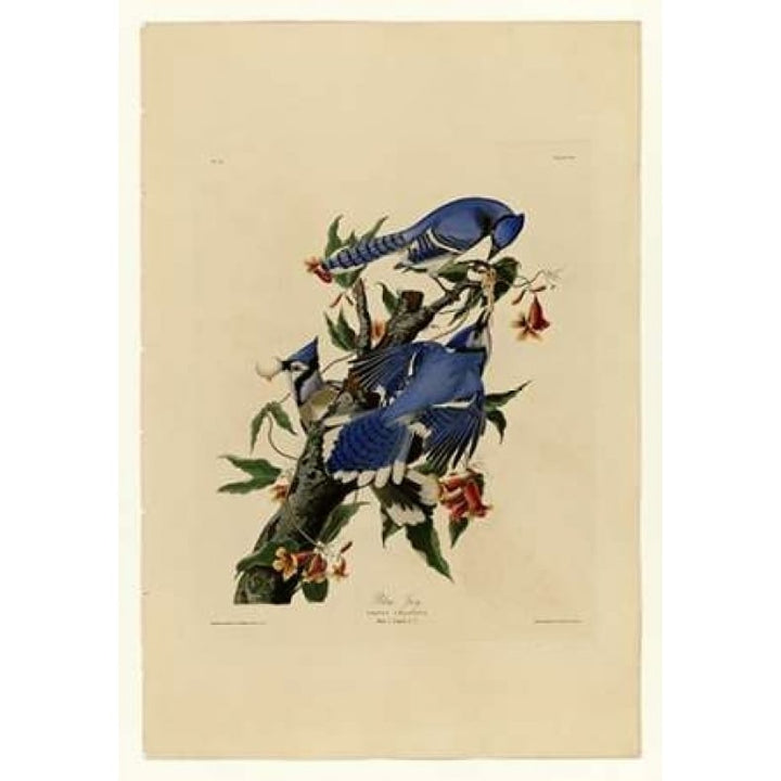 Blue Jay Poster Print by John James Audubon-VARPDXJJA102 Image 1