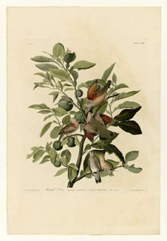 Ground Dove Poster Print by John James Audubon-VARPDXJJA182 Image 1