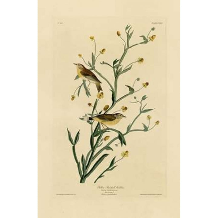 Yellow Red-Poll Warbler Poster Print by John James Audubon-VARPDXJJA145 Image 1