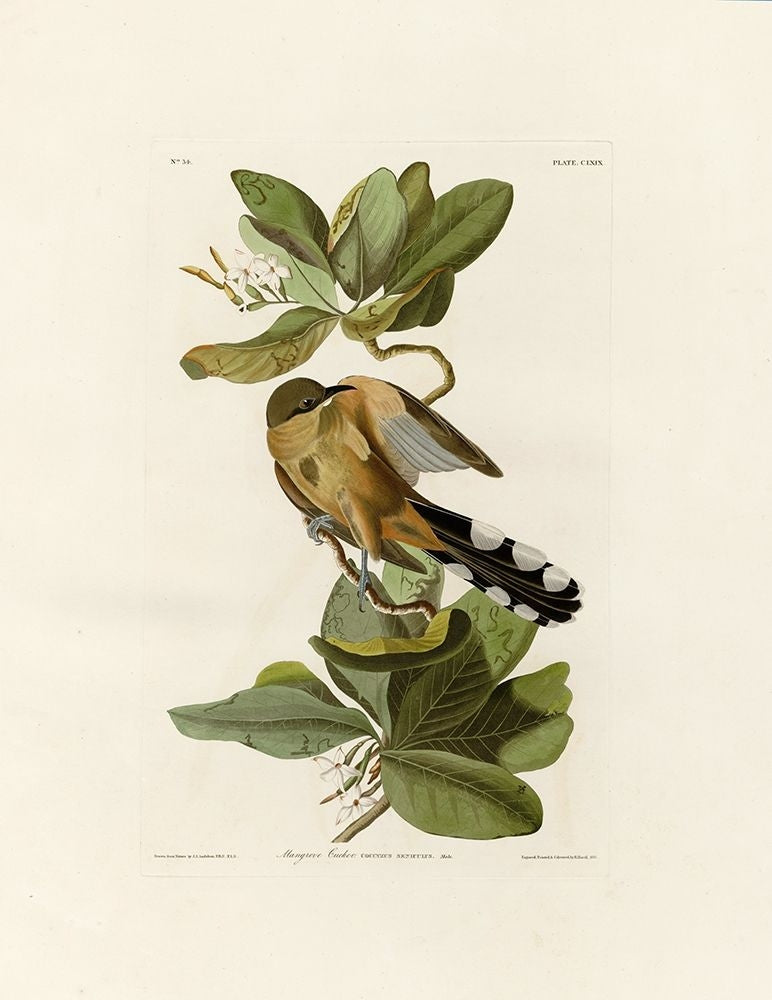 Mangrove Cuckoo Poster Print by John James Audubon-VARPDXJJA169 Image 1