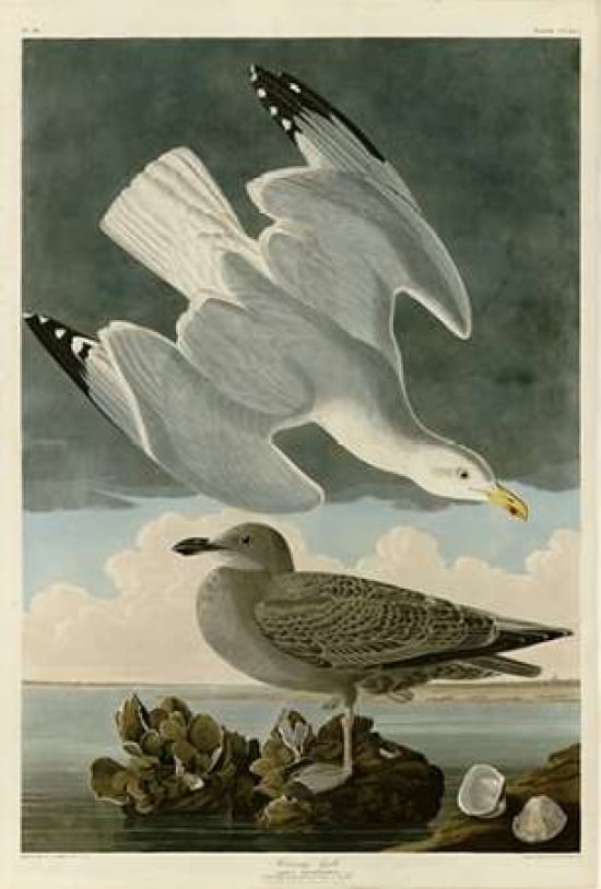 Herring Gull Poster Print by John James Audubon-VARPDXJJA291 Image 1