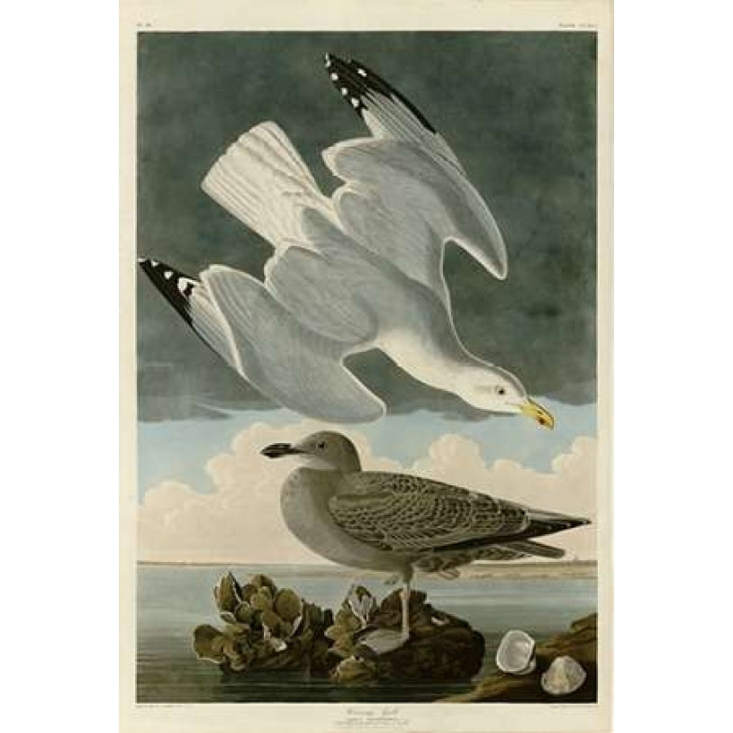 Herring Gull Poster Print by John James Audubon-VARPDXJJA291 Image 2