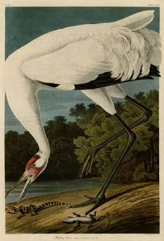 Hooping Crane Poster Print by John James Audubon-VARPDXJJA226 Image 1