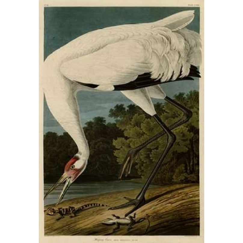 Hooping Crane Poster Print by John James Audubon-VARPDXJJA226 Image 2