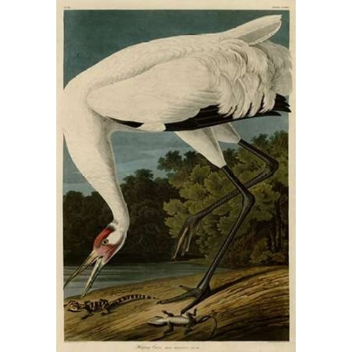 Hooping Crane Poster Print by John James Audubon-VARPDXJJA226 Image 1