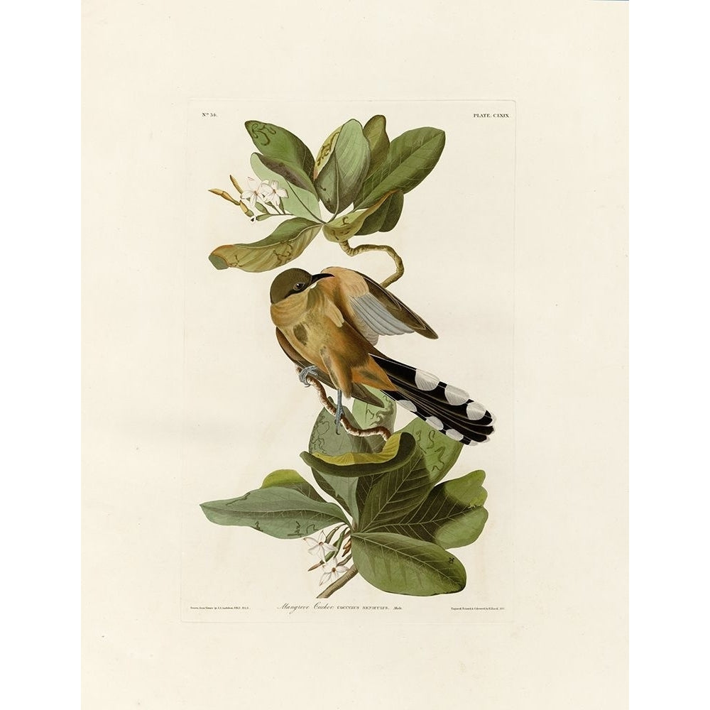 Mangrove Cuckoo Poster Print by John James Audubon-VARPDXJJA169 Image 2