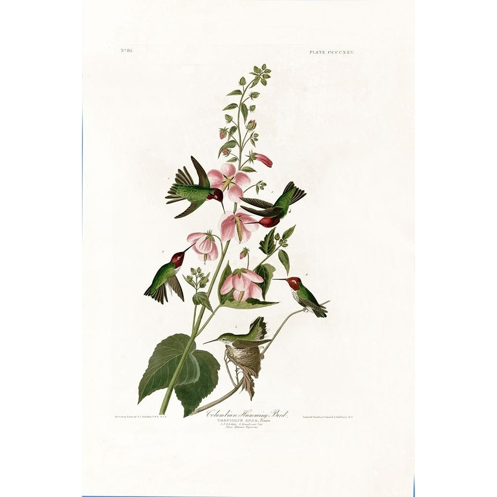 Columbian Humming Bird Poster Print by John James Audubon-VARPDXJJA425 Image 1