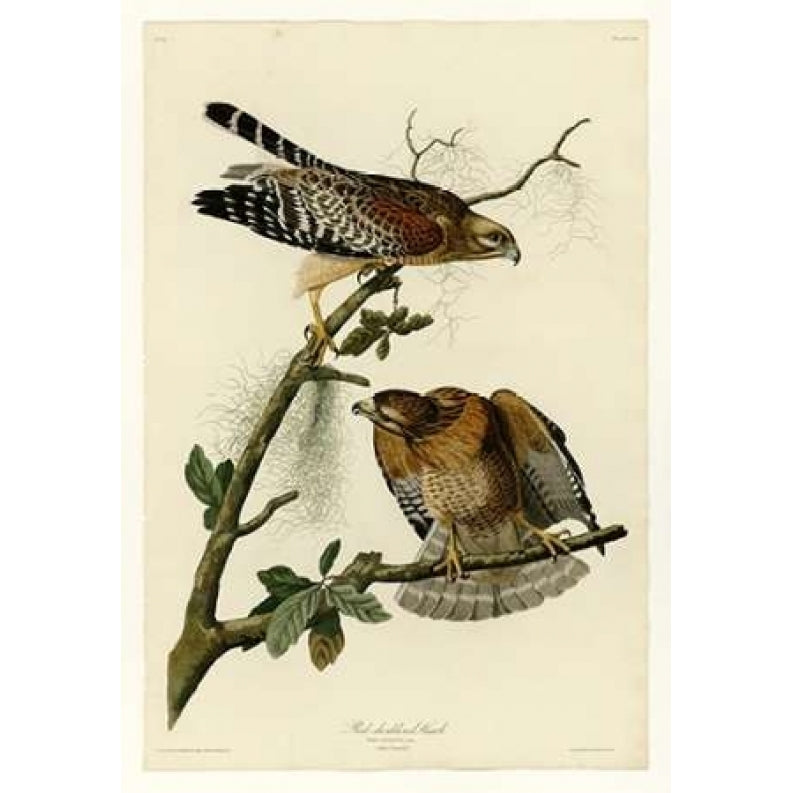 Red Shouldered Hawk Poster Print by John James Audubon-VARPDXJJA56 Image 1