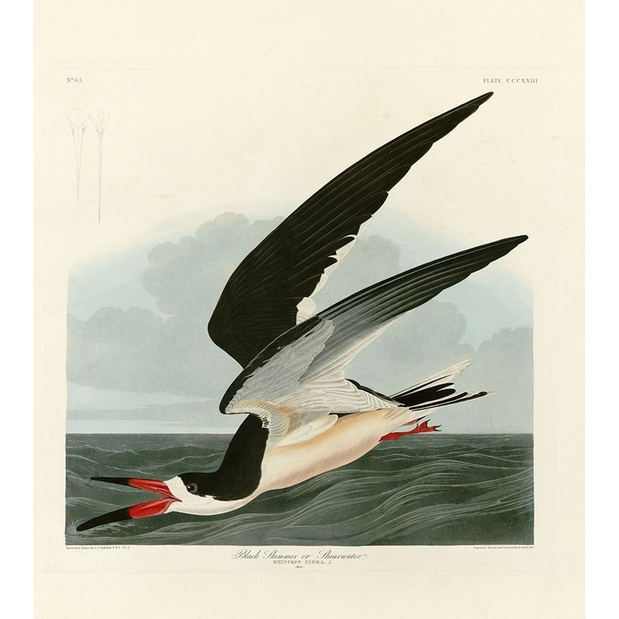 Black Skimmer Poster Print by John James Audubon-VARPDXJJA323 Image 1