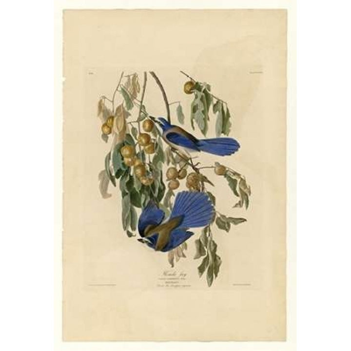 Florida Jay Poster Print by John James Audubon-VARPDXJJA87 Image 1