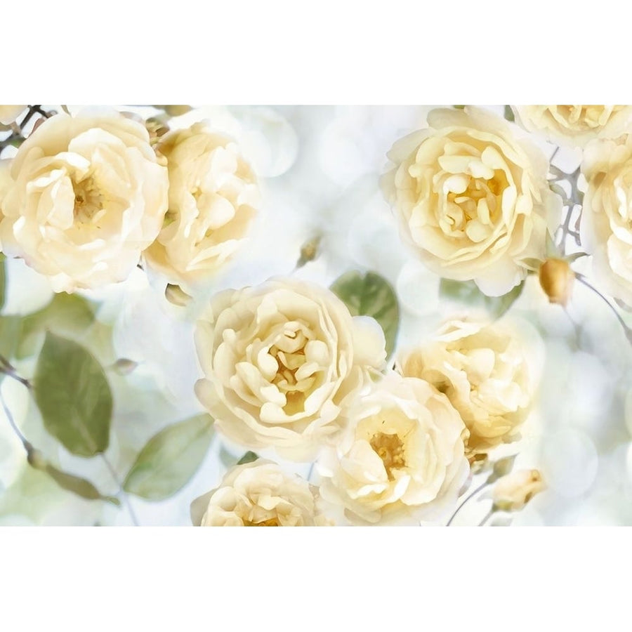 Yellow Rose Garden III Poster Print by Joanna Lane-VARPDXJL115073 Image 1