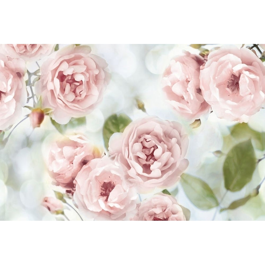 Pink Rose Garden III Poster Print by Joanna Lane-VARPDXJL115070 Image 1