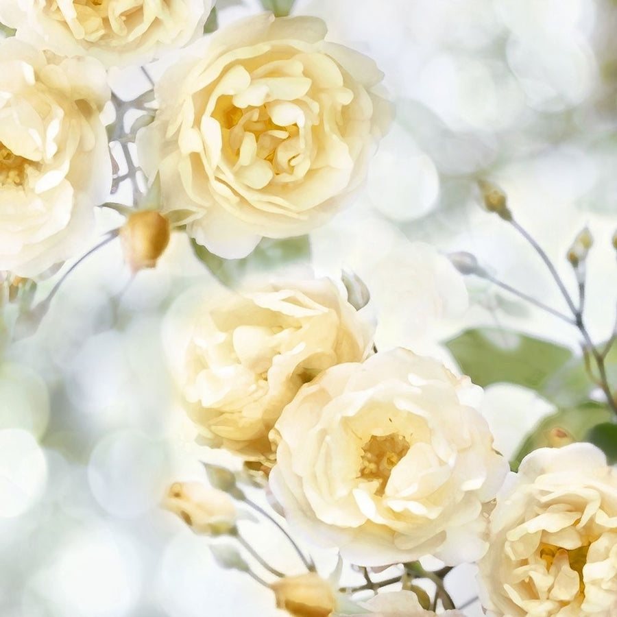 Yellow Rose Garden I Poster Print by Joanna Lane-VARPDXJL115071 Image 1