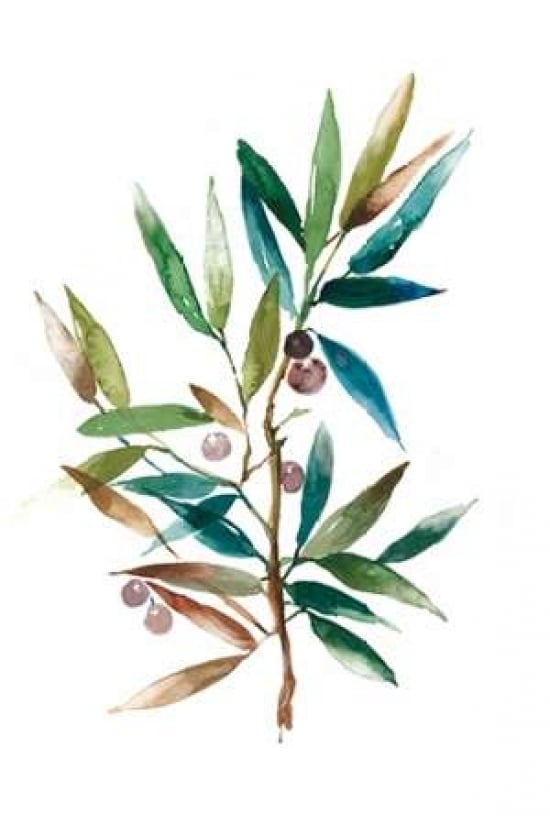 Olive Branch II Poster Print by Asia Jensen-VARPDXJN028A Image 1