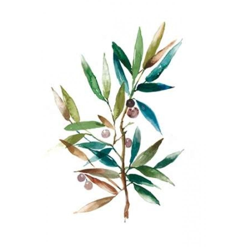 Olive Branch II Poster Print by Asia Jensen-VARPDXJN028A Image 2