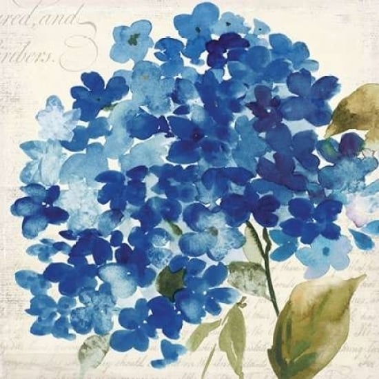 Hampton Hydrangea II Poster Print by Asia Jensen-VARPDXJN043A Image 2