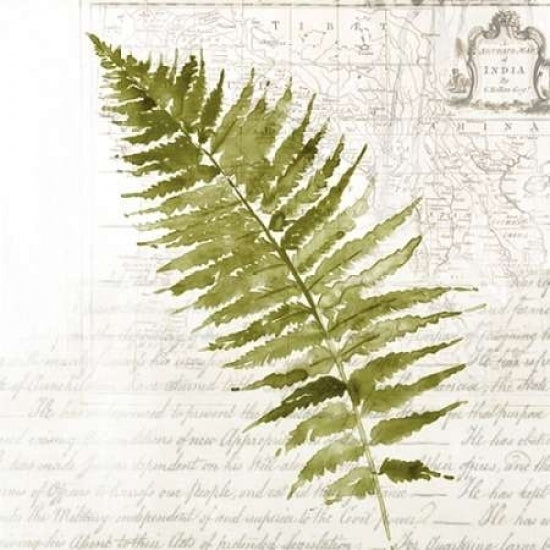 Fern II Poster Print by Asia Jensen-VARPDXJN055A Image 1