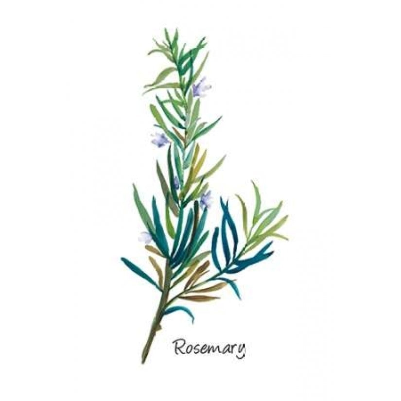 Rosemary I Poster Print by Asia Jensen-VARPDXJN065A Image 2