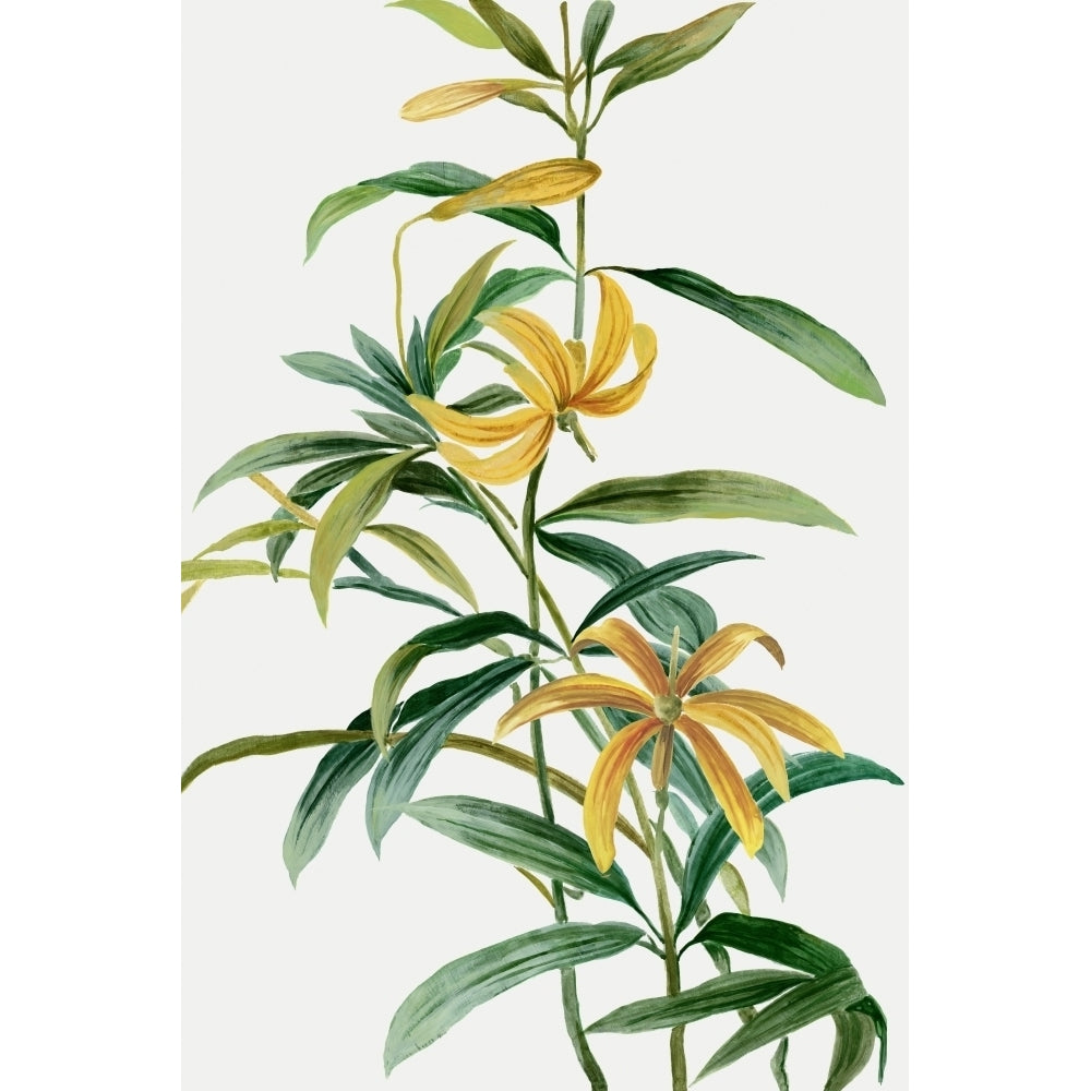 Yellow Tropical Flowers I by Asia Jensen-VARPDXJN557A Image 1