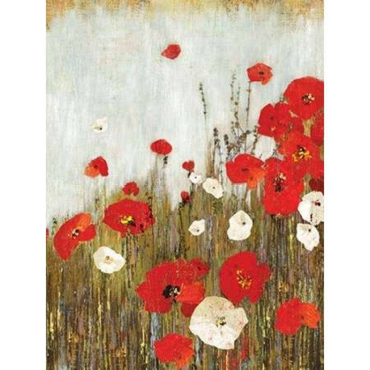 Scarlet Poppies Poster Print by Asia Jensen-VARPDXJNN26 Image 1