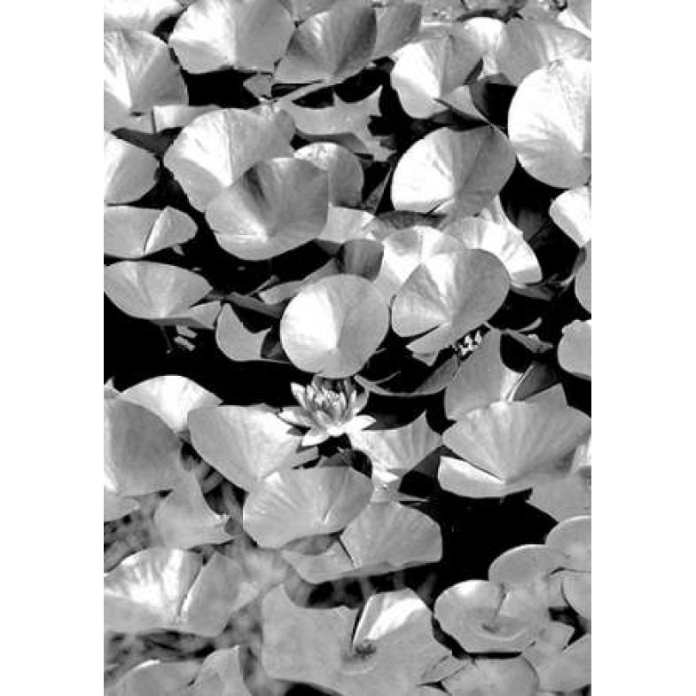 Beach Foliage 5 Poster Print by Jace Grey-VARPDXJPIRC010E Image 2