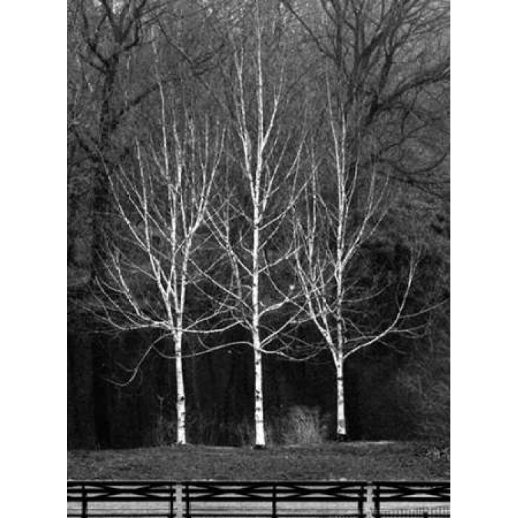 Central Park Three Amigos Fall Poster Print by Jace Grey-VARPDXJPIRC019B Image 2