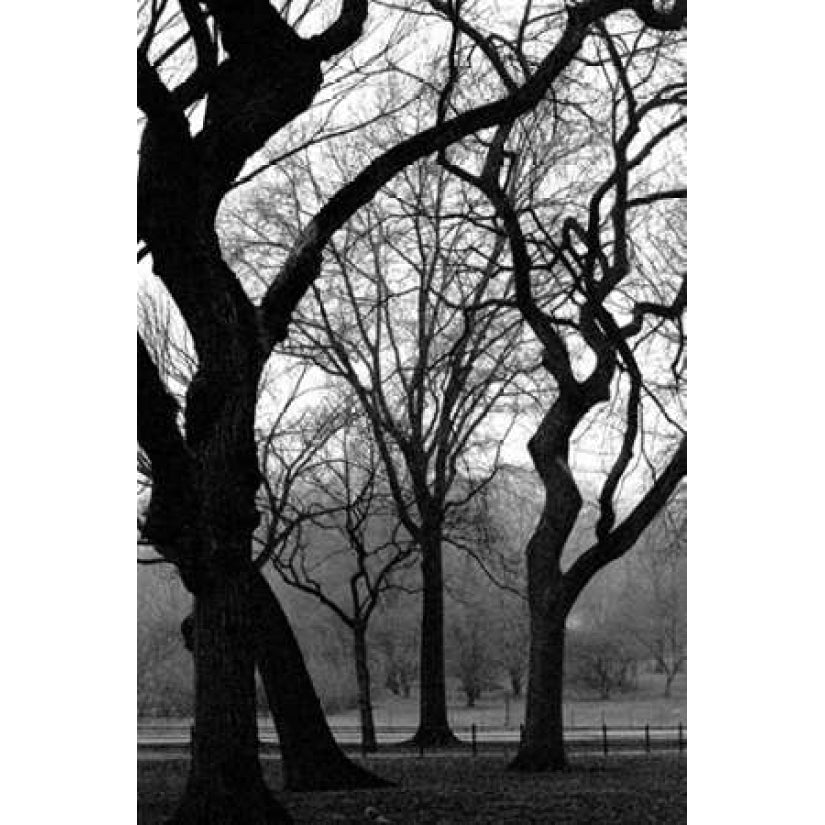 Central Park Dancing Trees Poster Print by Jace Grey-VARPDXJPIRC019A Image 2