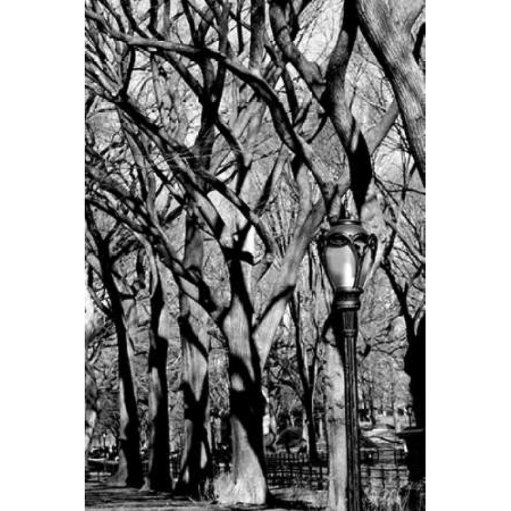 Central Park Forest Poster Print by Jace Grey-VARPDXJPIRC019G Image 1