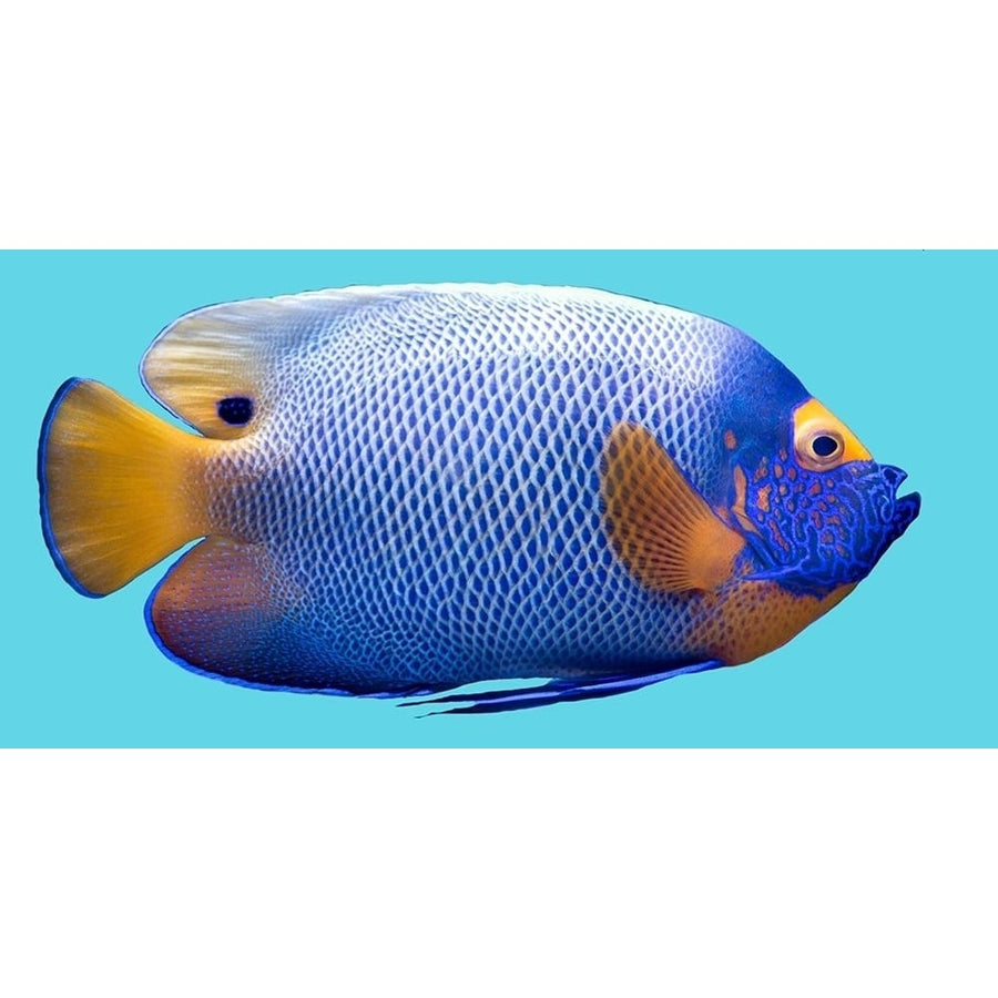 Parrot Fish Poster Print by Jamie Phillip-VARPDXJPW48A Image 1